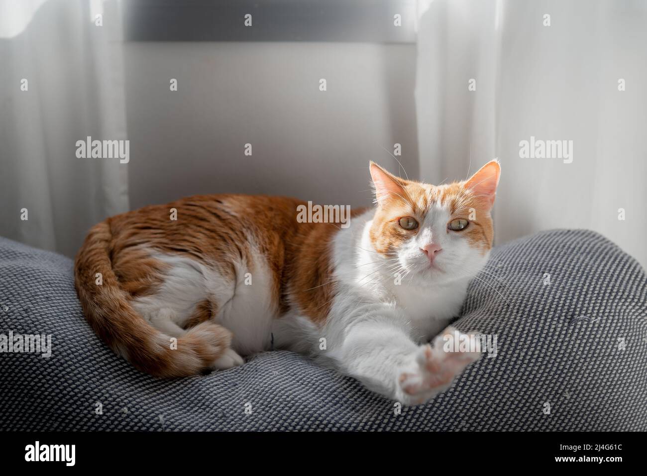 brown and white cat with yellow eyes lying on a sofa under the window ...