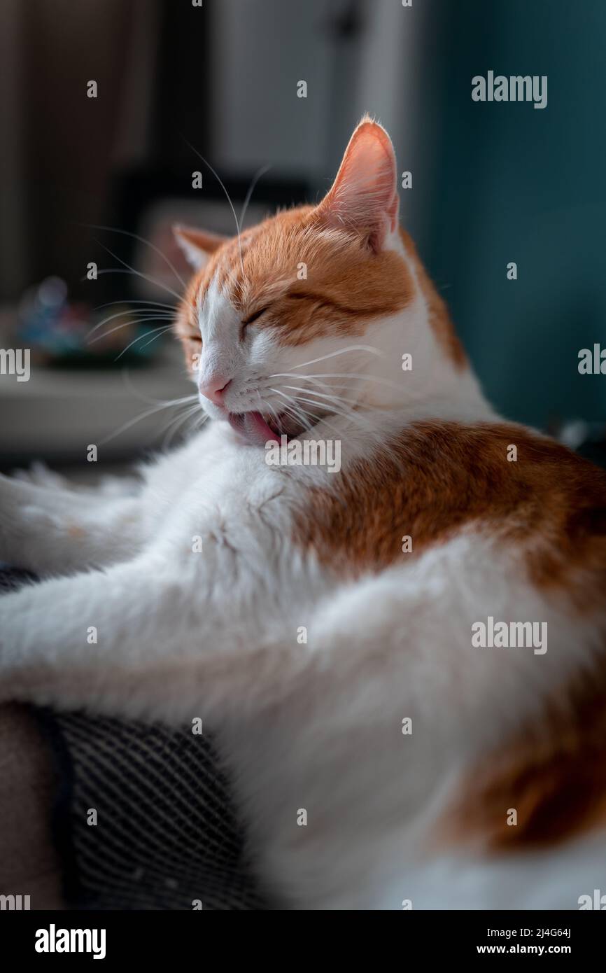 brown and white cat with yellow eyes lying on a sofa. vertical
