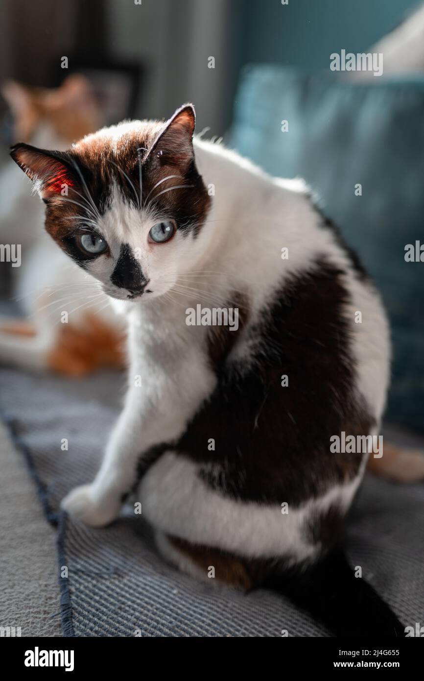 black and white cat with blue eyes looks at the camera. vertical