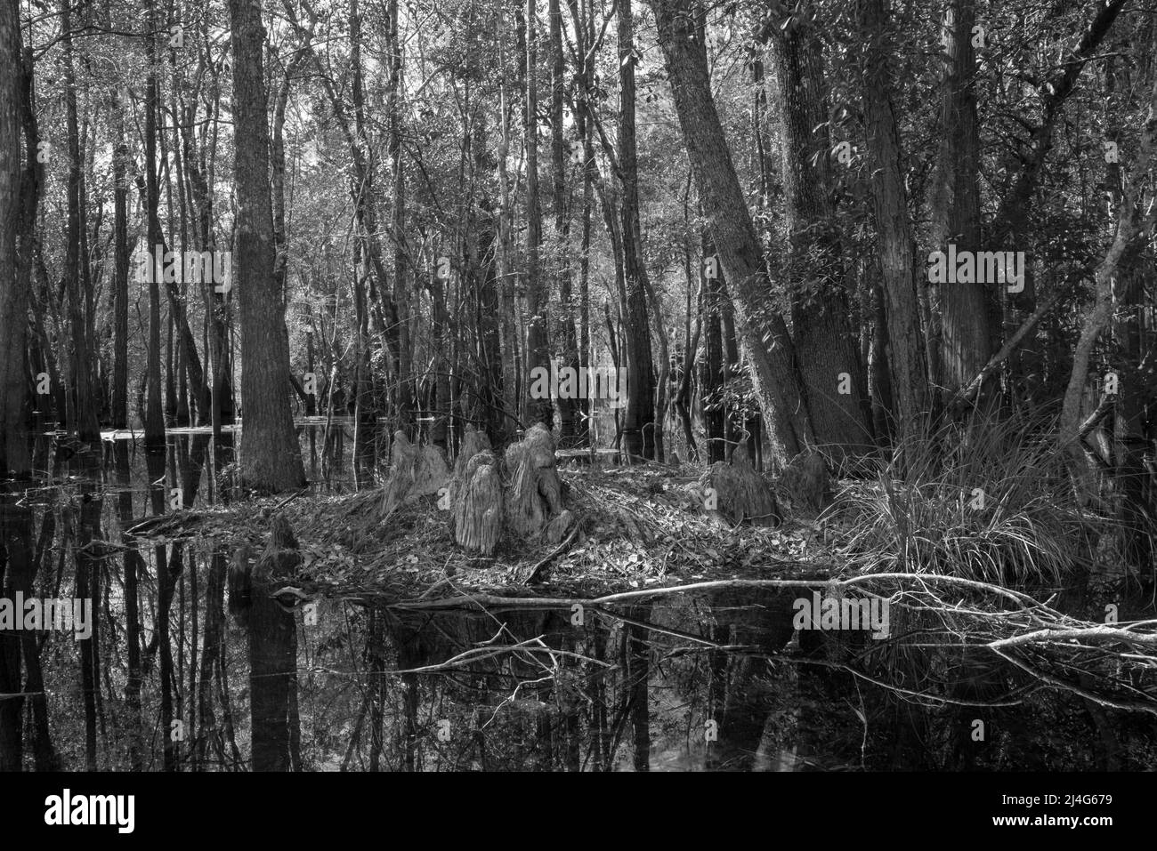 A B&W image of the Okefenokee Swamp near the Suwanee River Sill in the Okefenokee National Wildlife Refuge, Georgia, USA Stock Photo