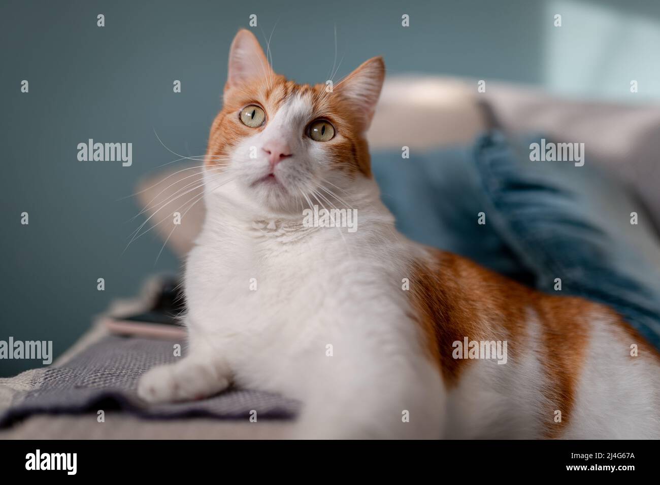 brown and white cat with yellow eyes lying on a sofa Stock Photo - Alamy