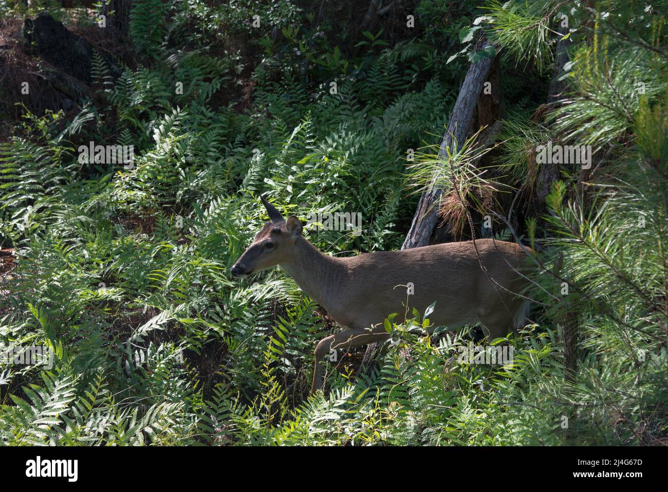 A male white tailed deer walks through ferns in Stephen Foster State Park in the Okefenokee National Wildlife Refuge, Georgia, USA Stock Photo