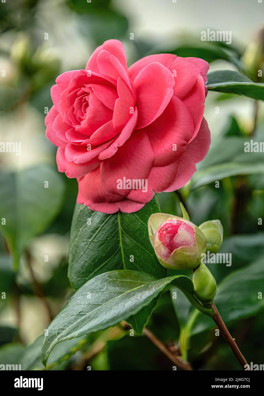 Closeup of pink Camellia Japonica ,Rose‘ flowers at Landschloss Zuschendorf, Saxony, Germany Stock Photo
