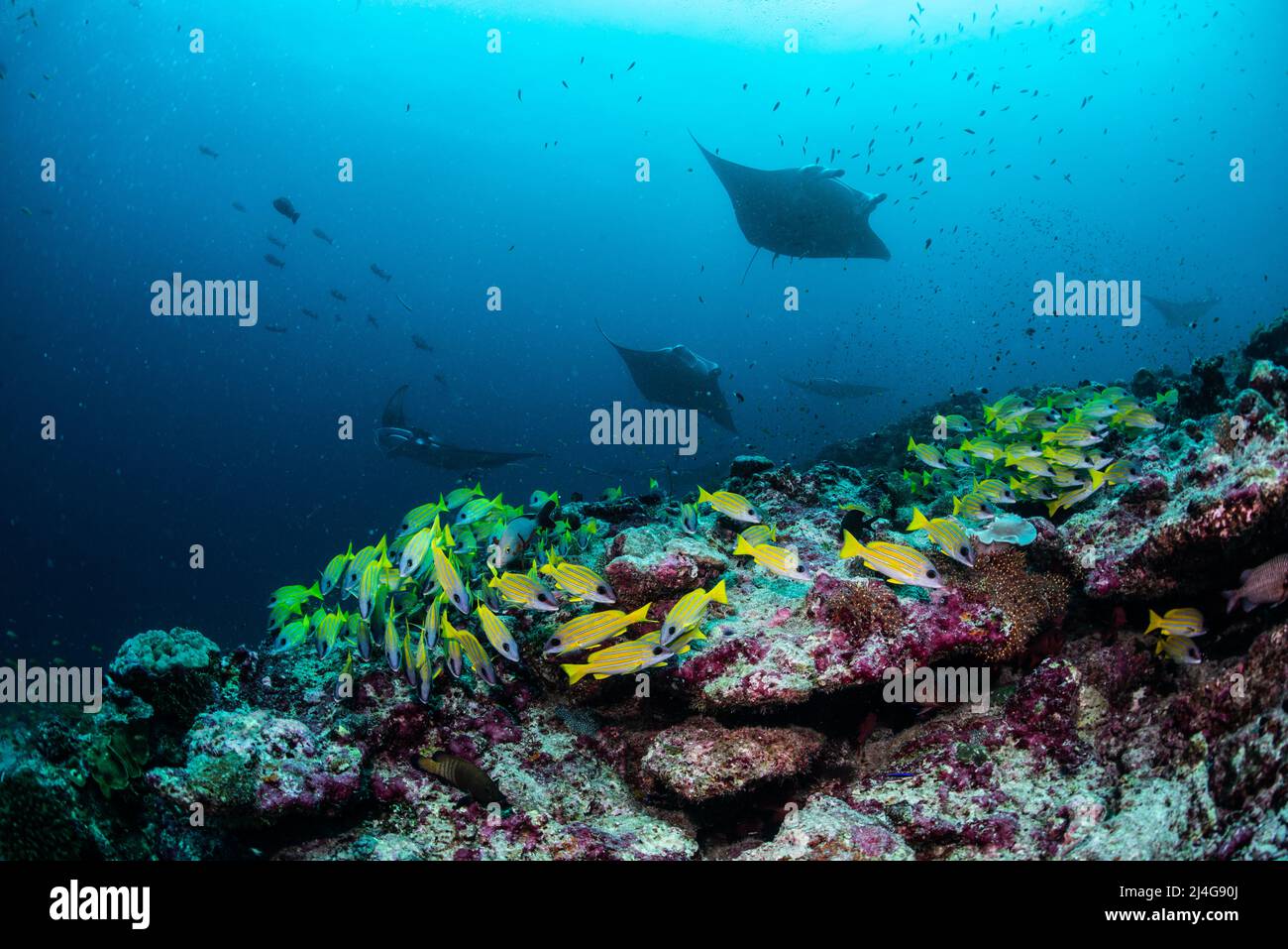 Reef scenery Stock Photo