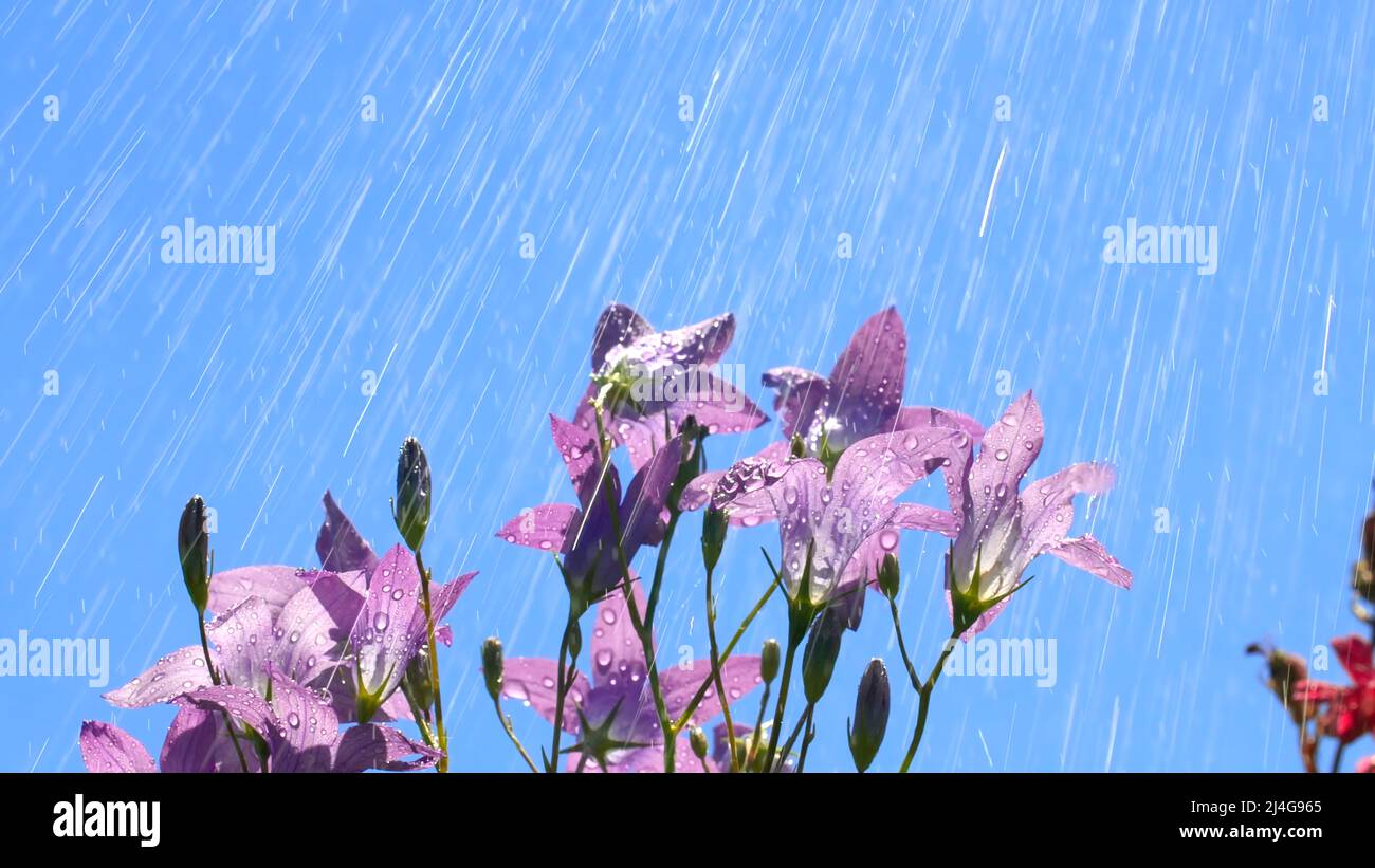 Rain water drops falling on soft pink flowers. Creative. Summer warm