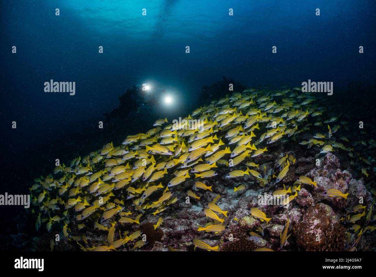 Giant school of yellow striped snapper Stock Photo