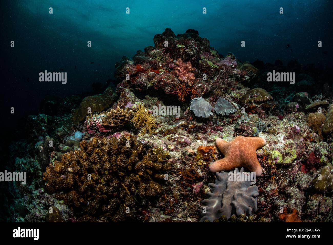 Coral Reef Scenery Stock Photo Alamy coral-reef-scenery-stock-photo-alamy