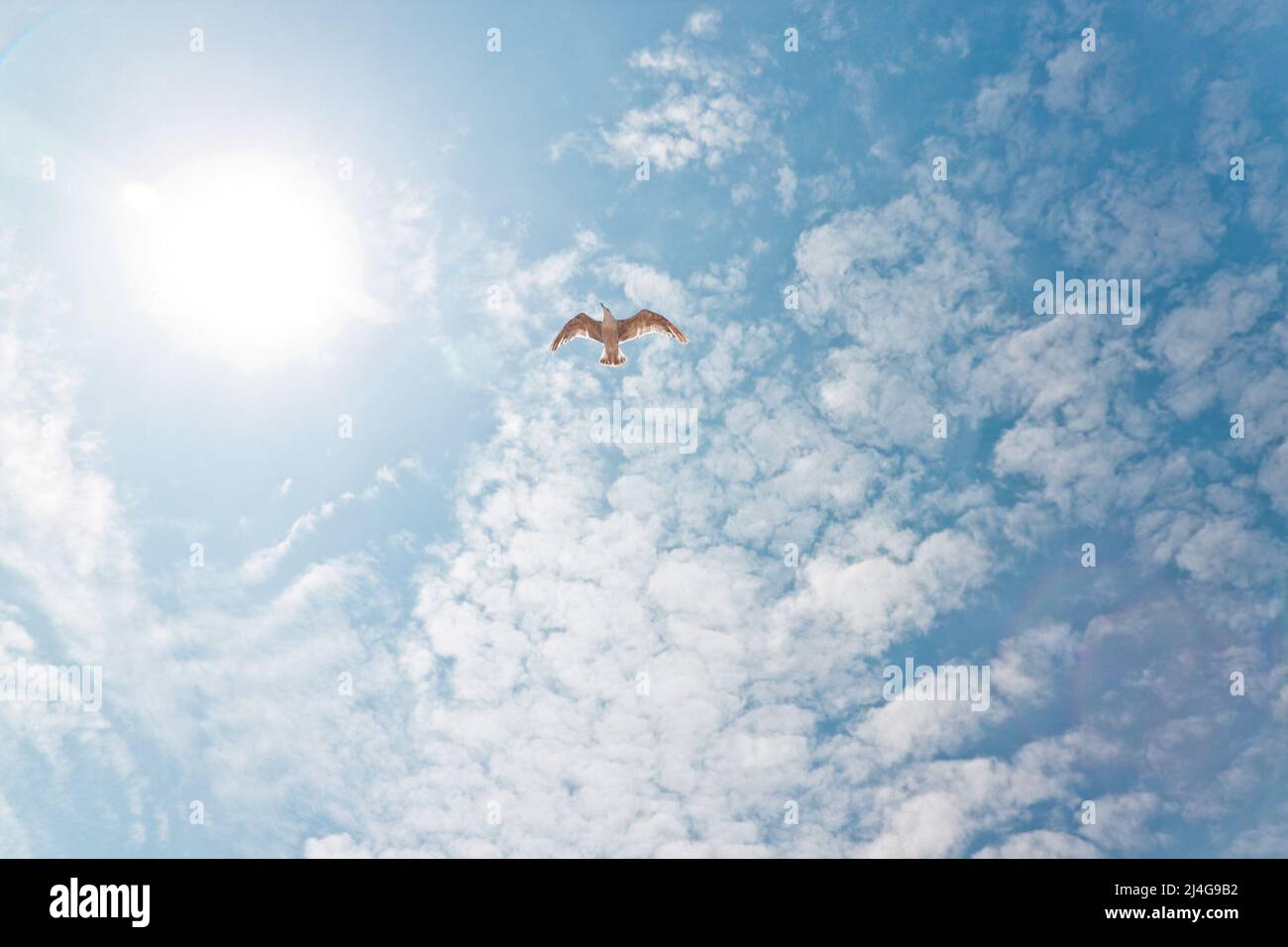 Seagull cruising in the blue sky in front of clouds Stock Photo