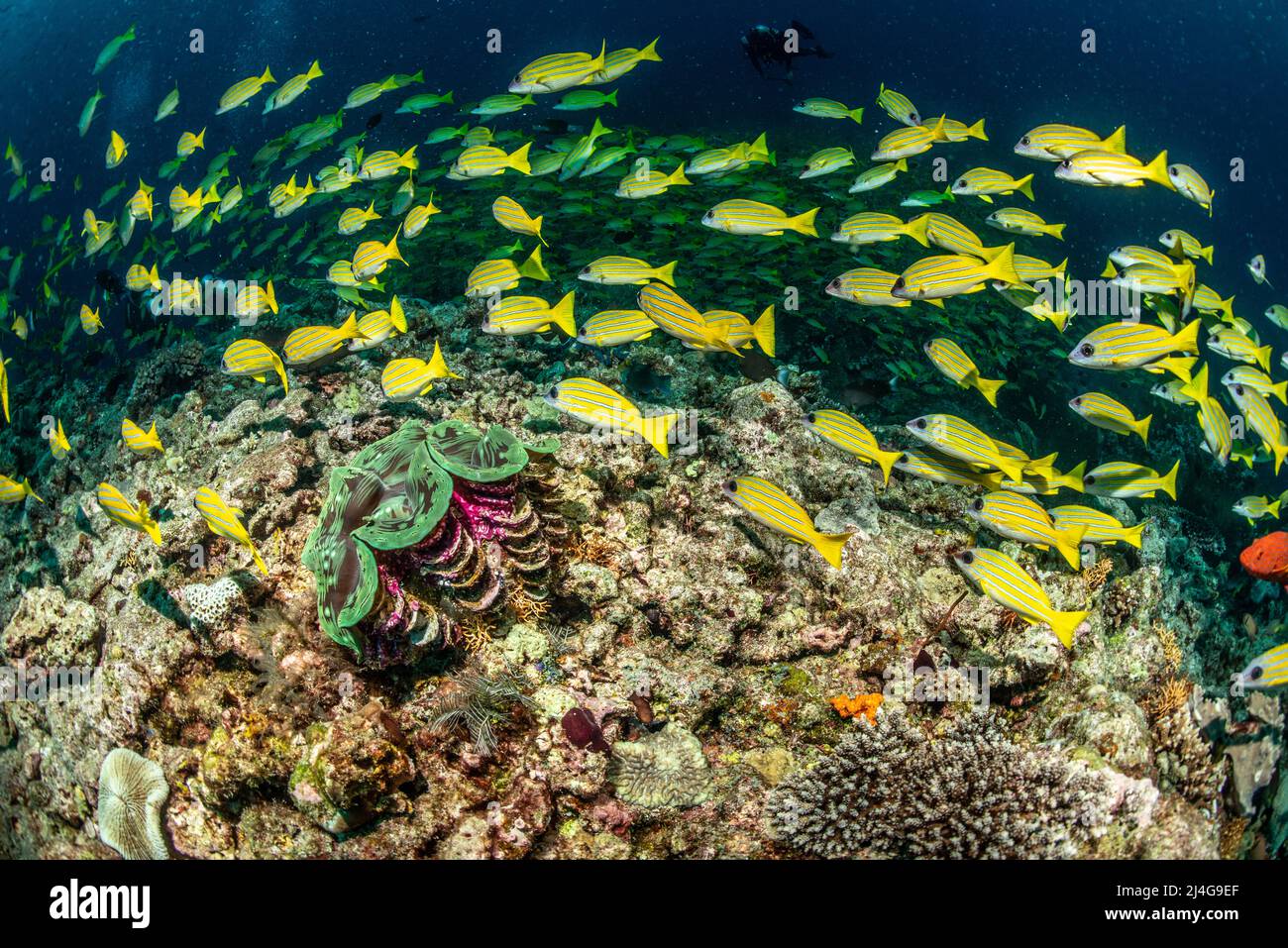 Giant school of yellow striped snapper Stock Photo