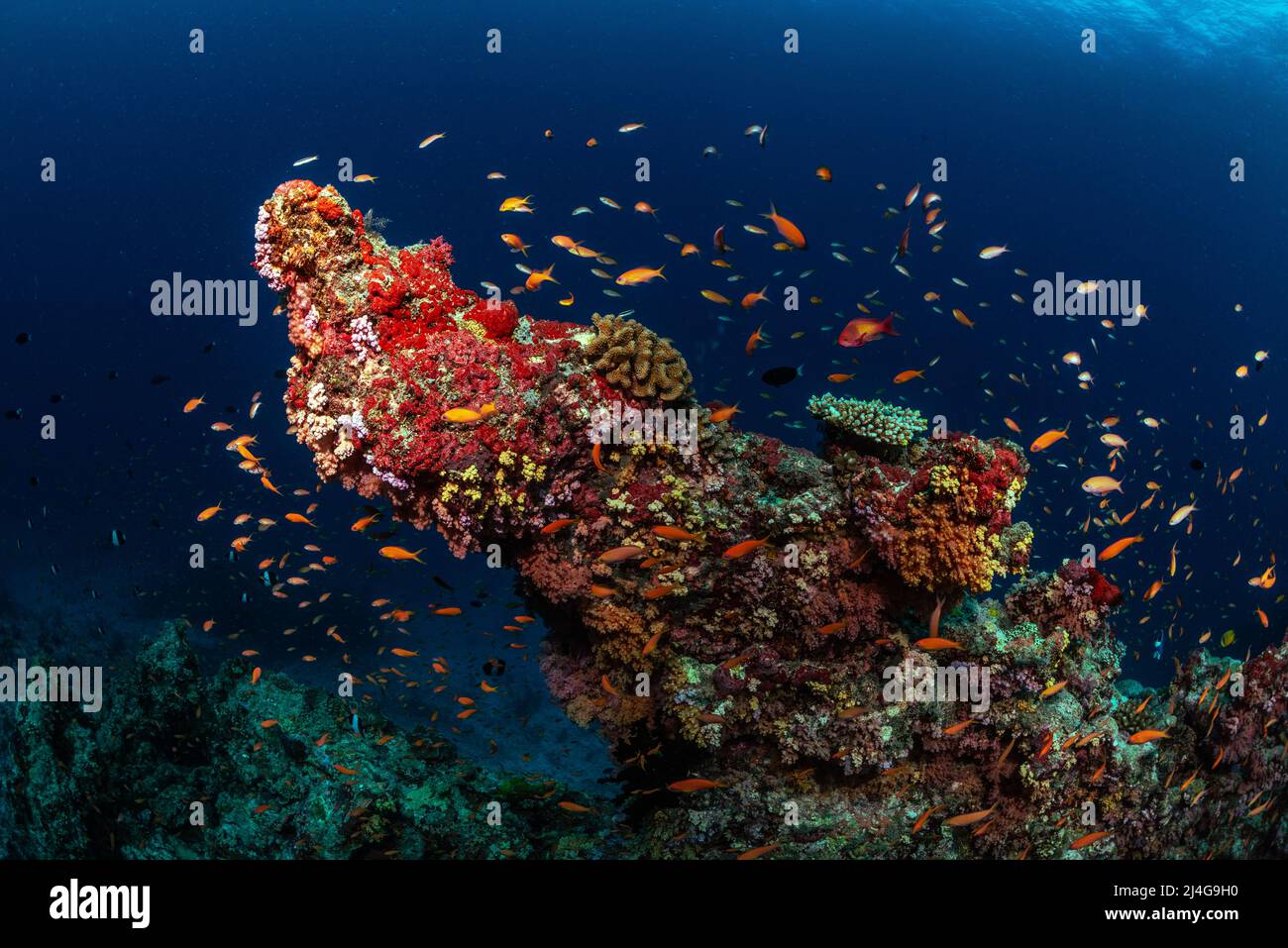 Coral reef scenery Stock Photo