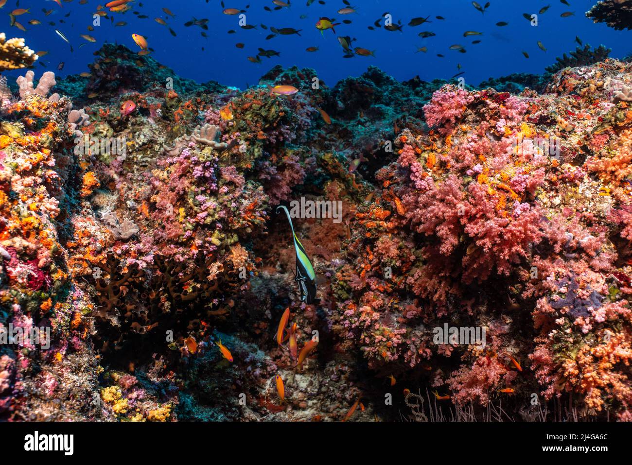 Coral reef scenery Stock Photo