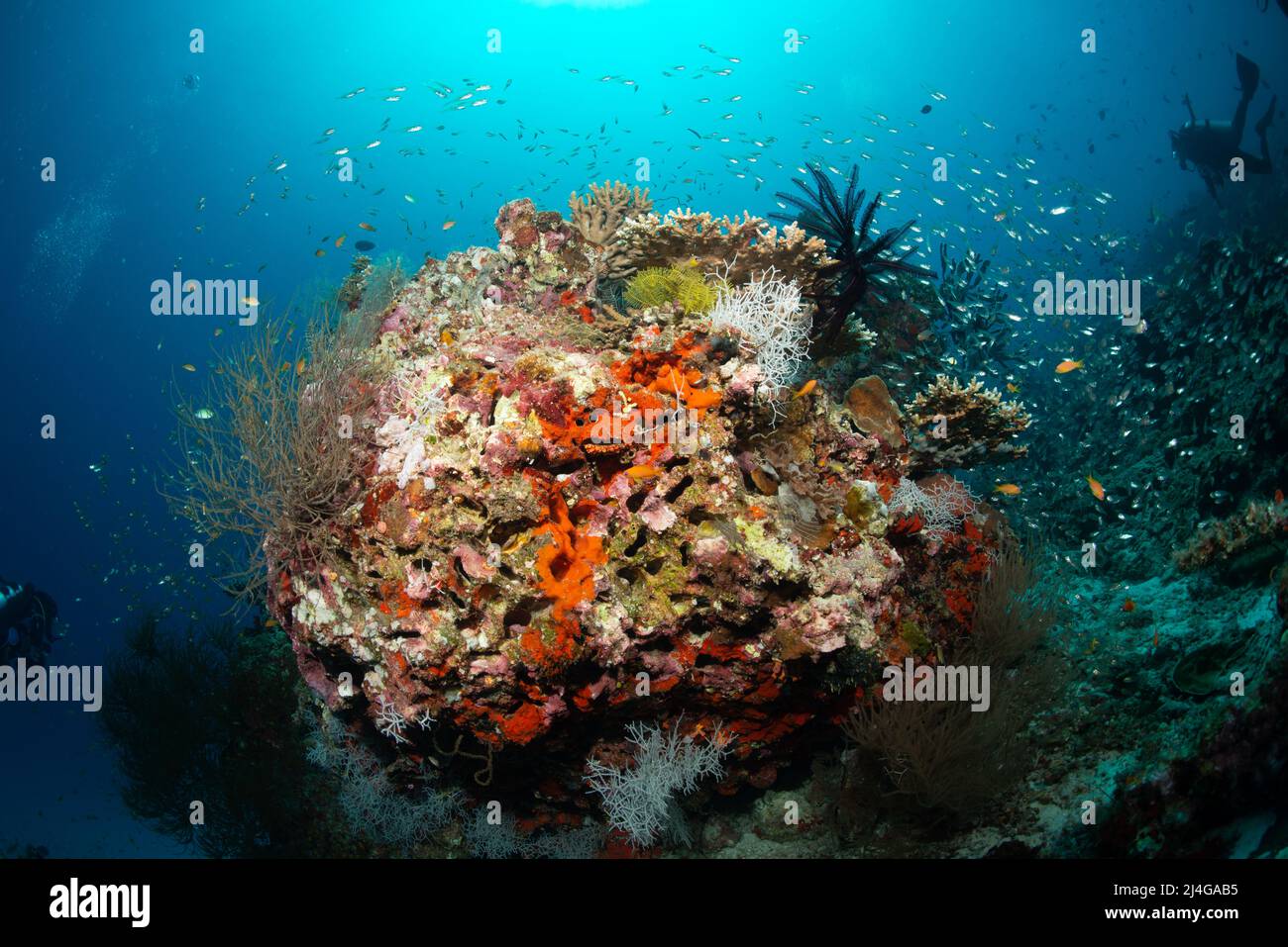 Coral reef scenery Stock Photo