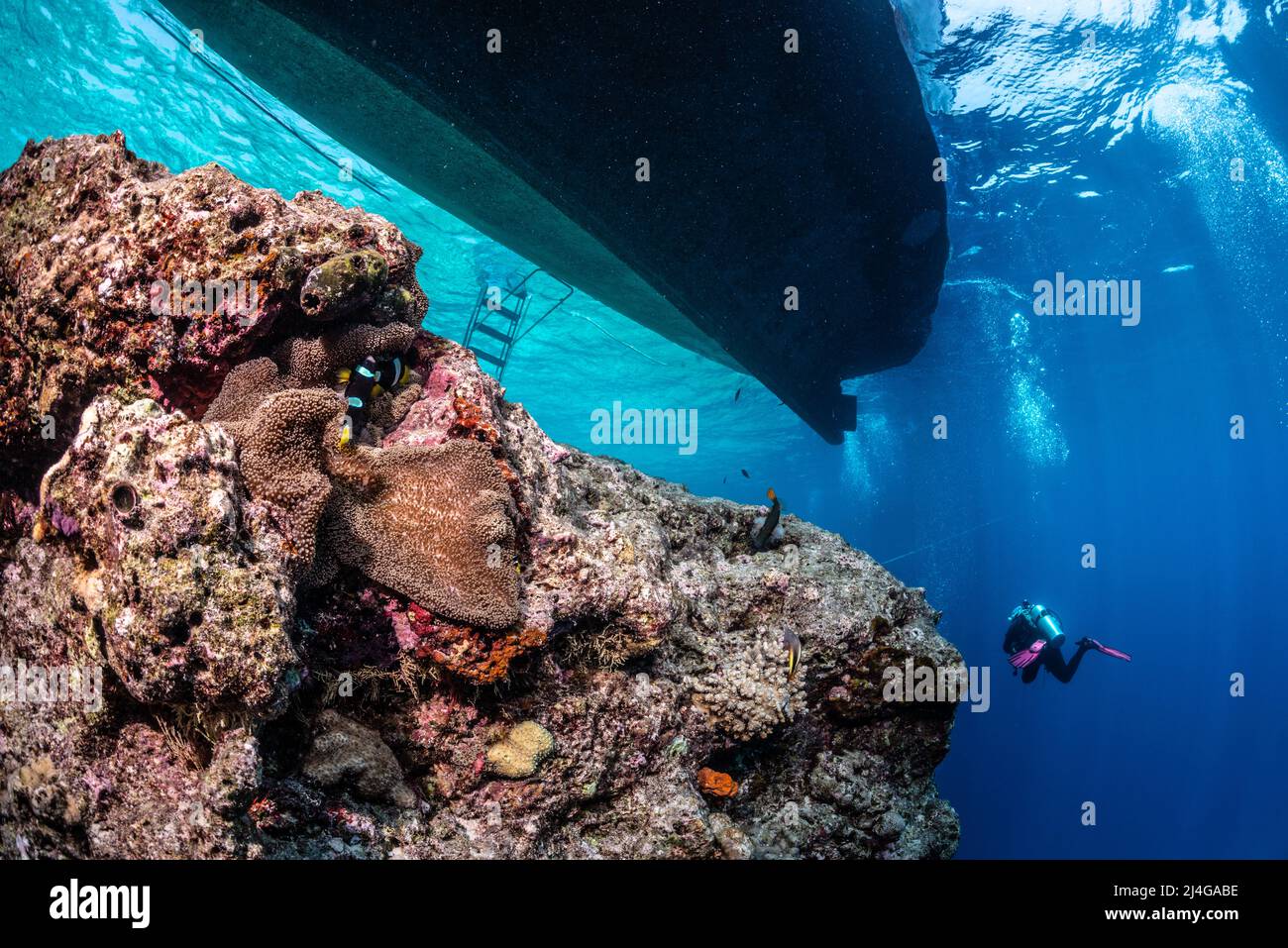 Coral reef scenery Stock Photo