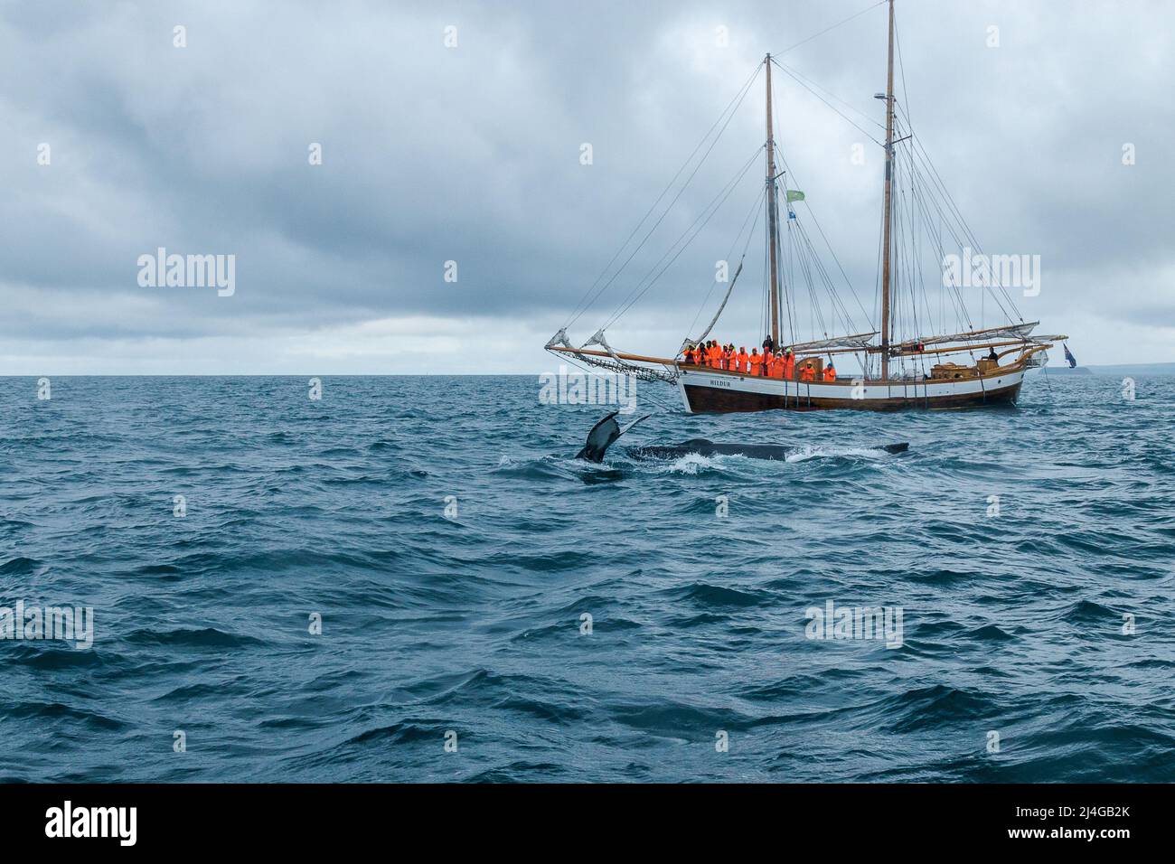 Whale whatching hi-res stock photography and images - Alamy