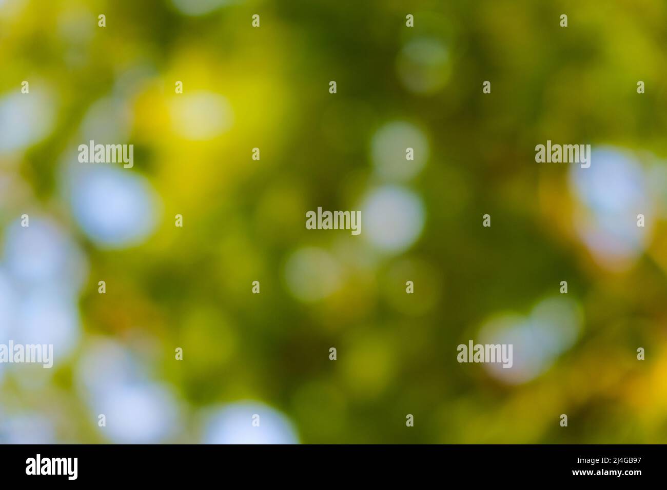 Blurred green tree forest park sunny day foliage background Stock Photo ...