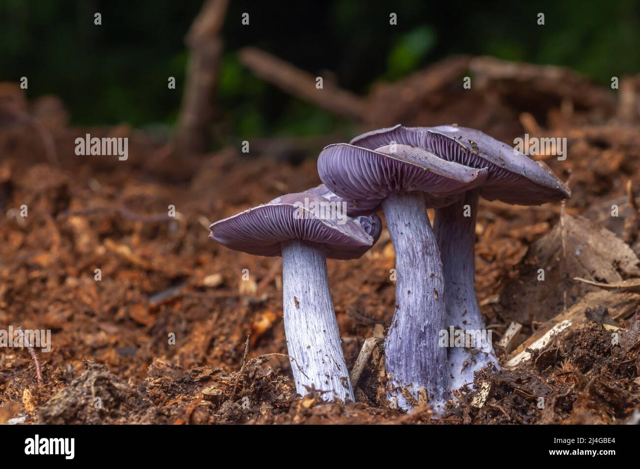 Wood Blewit (Lepista nuda) edible blue mushroom in a forest. Stock Photo