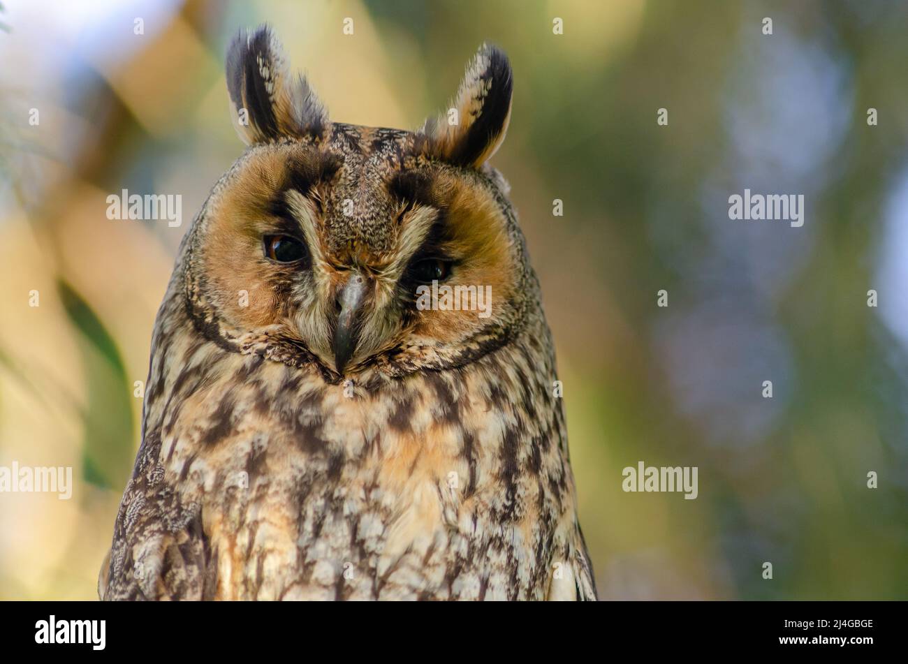 Portrait of Long-eared Owl (Asio otus)perched in a tree. Alsace, France. Stock Photo