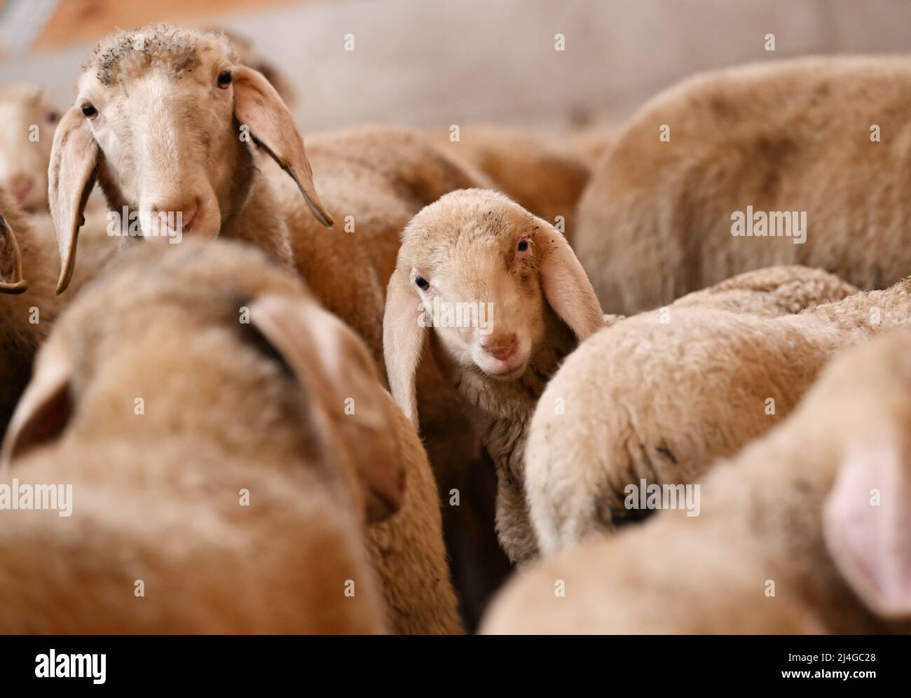 Lamb and flag symbol hires stock photography and images Alamy