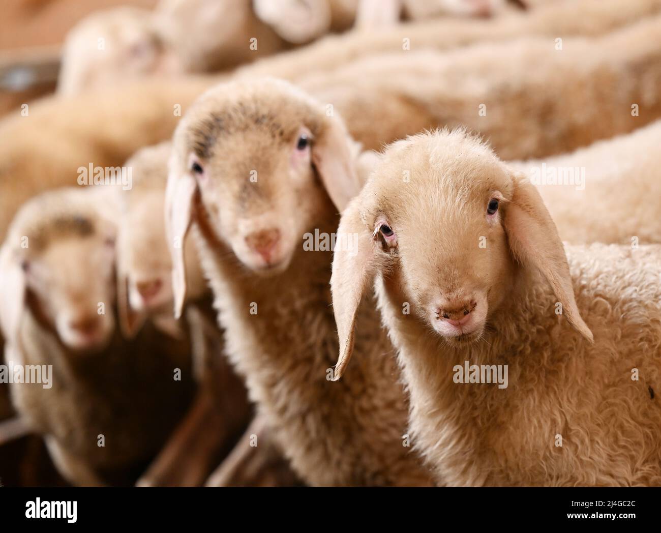Lamb and flag symbol hires stock photography and images Alamy