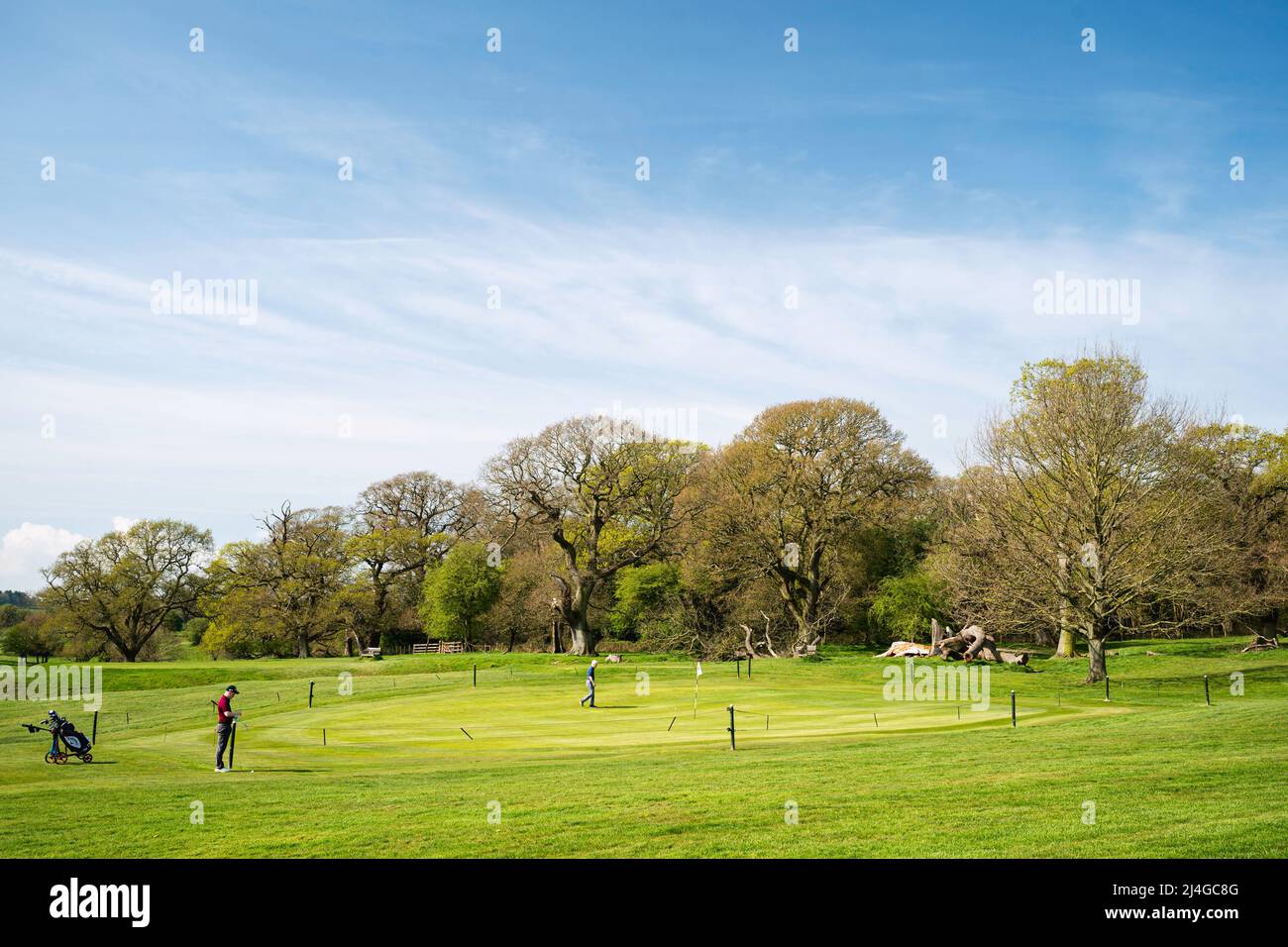 Golfers enjoy a game of golf on public parkland, the Westwood, flanked by woodland trees on the Westwood on fine spring morning. Stock Photo