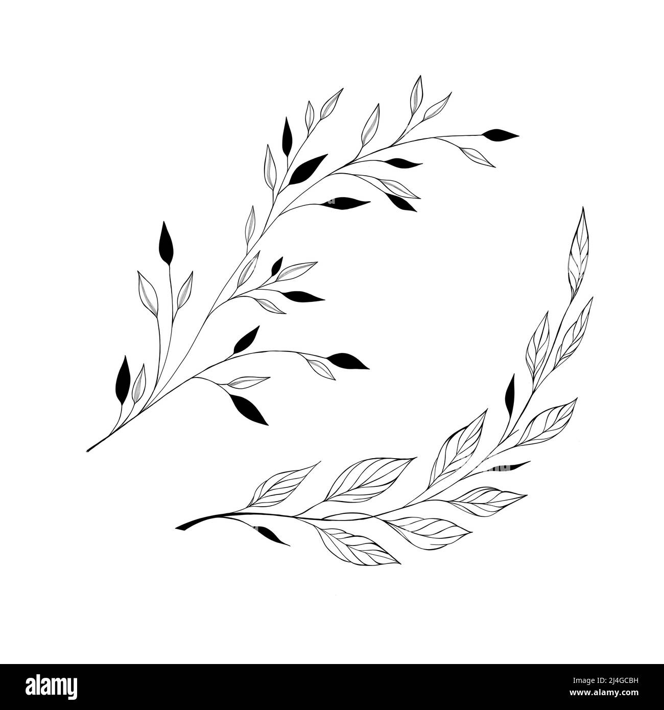 botany tattoo sketch - beautiful twig plant. Botanical element template for graphic design, wedding decor, textiles, souvenir gift, stationery print Stock Photo - Alamy
