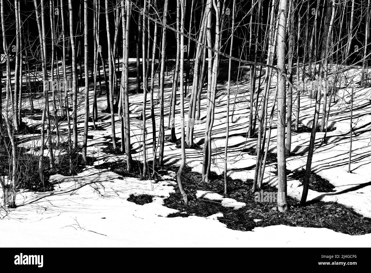 Black and white concept of spring thaw in a park with thin trees and thawed Stock Photo