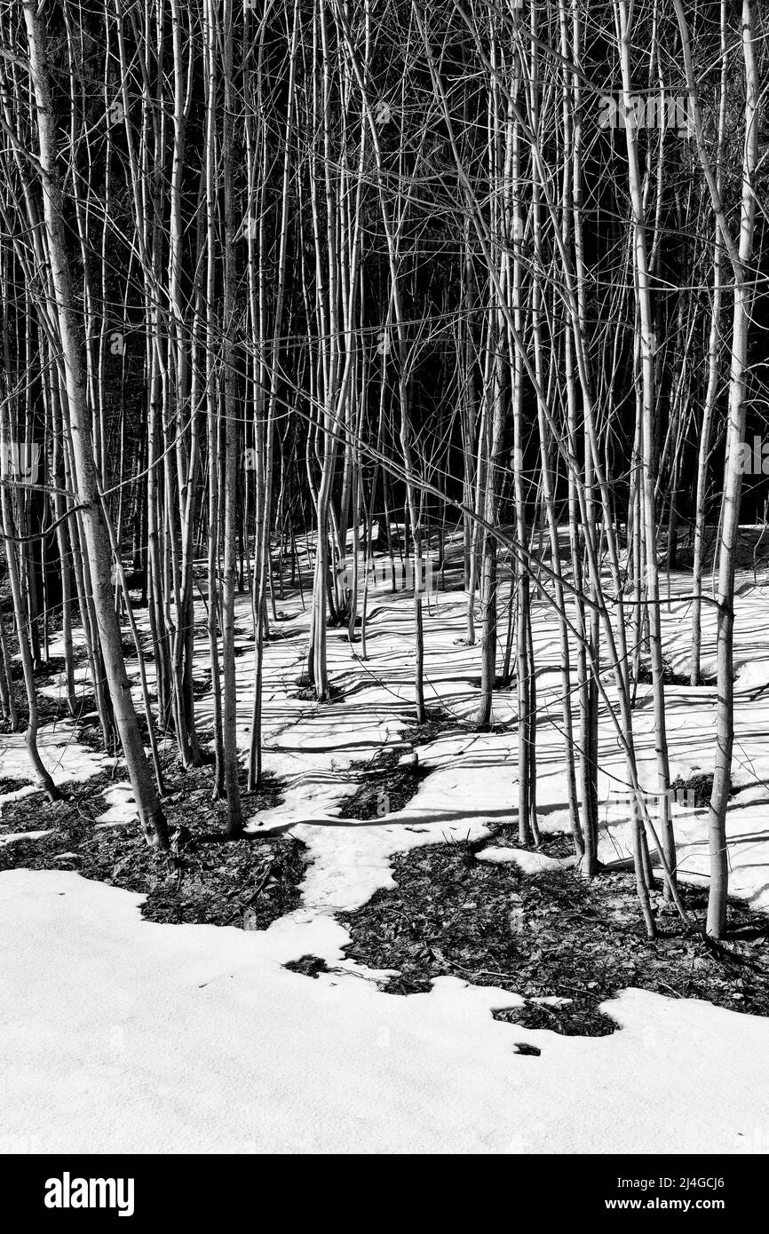 Black-and-white concept of a spring thaw with many trees with narrow trunks and melting snow Stock Photo