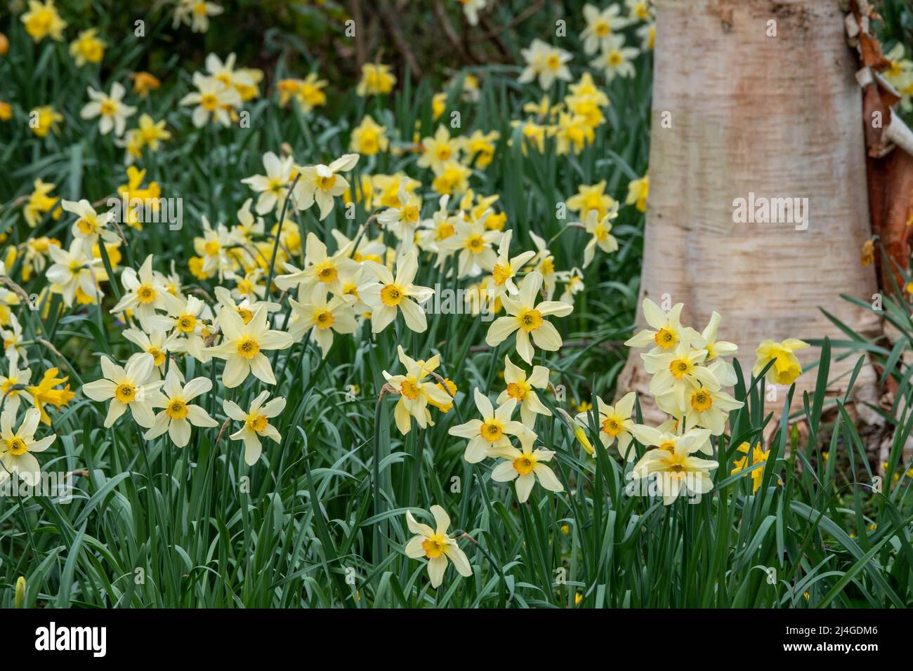bright yellow daffodils a sign of spring Stock Photo
