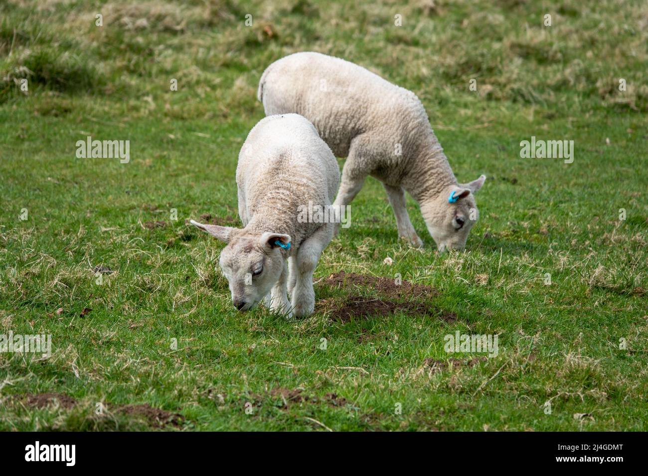 cute lambs grazing in the spring sunshine Stock Photo