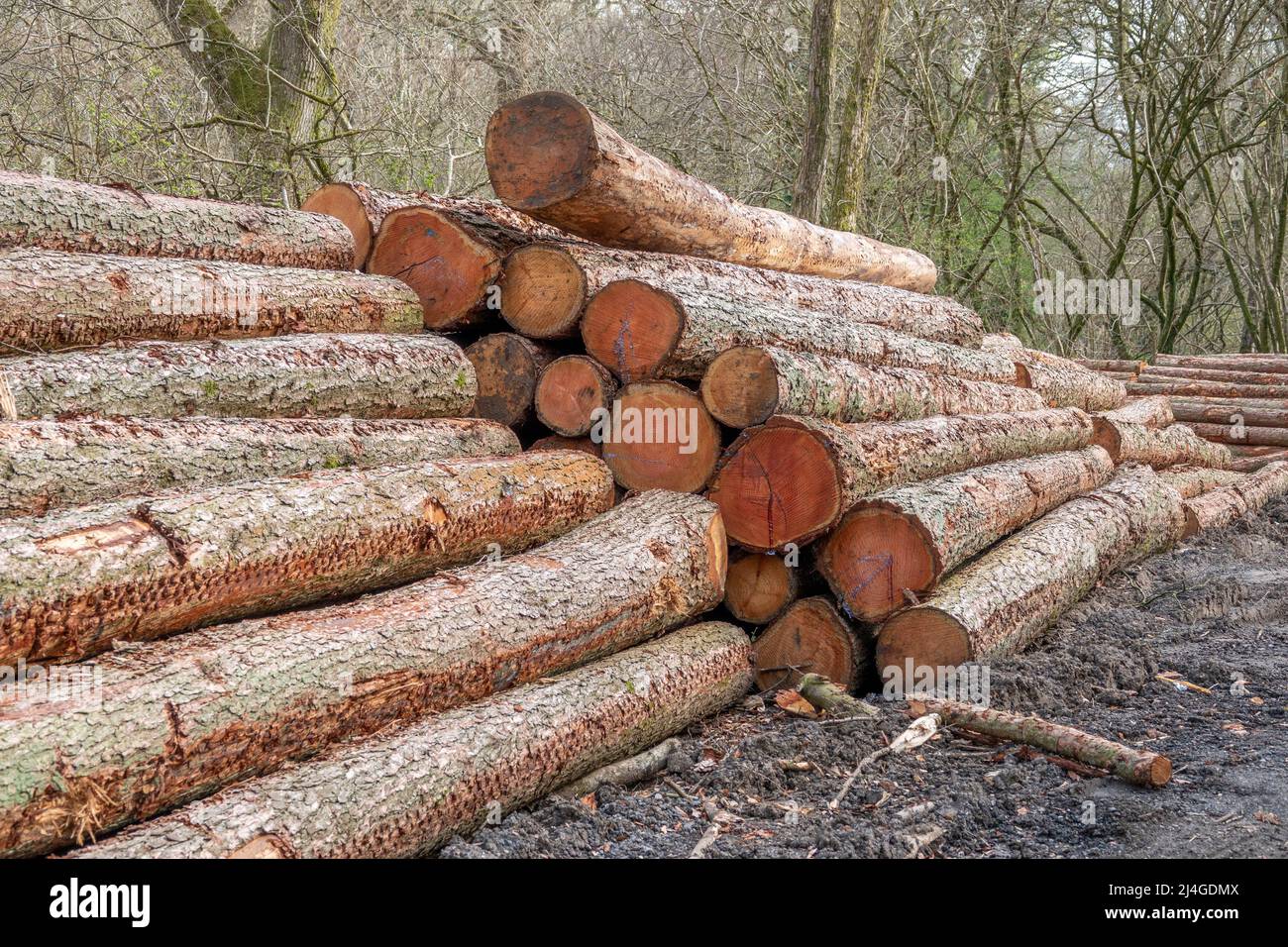 stack of logs in the countryside logging timber wood industry Stock Photo