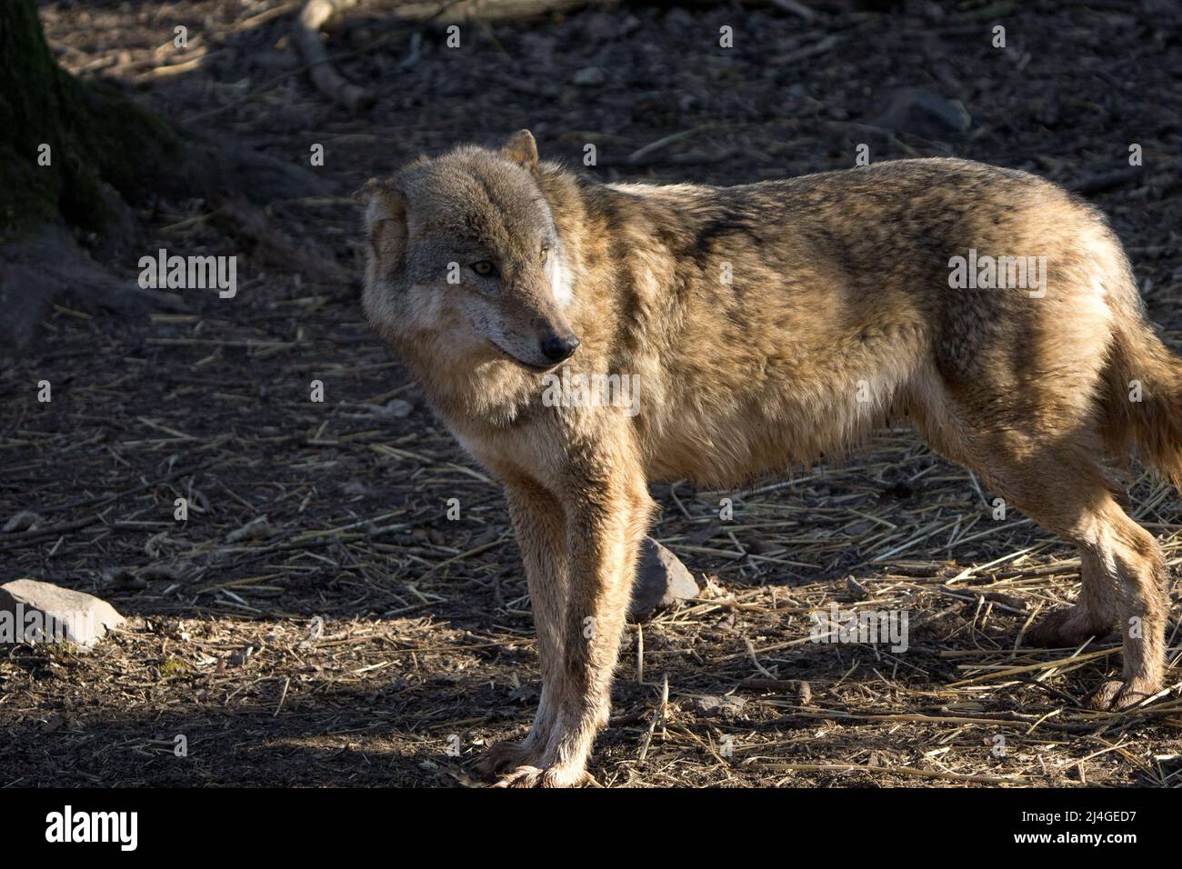 wild wolf in the forest looking around. Cute looking Stock Photo Alamy