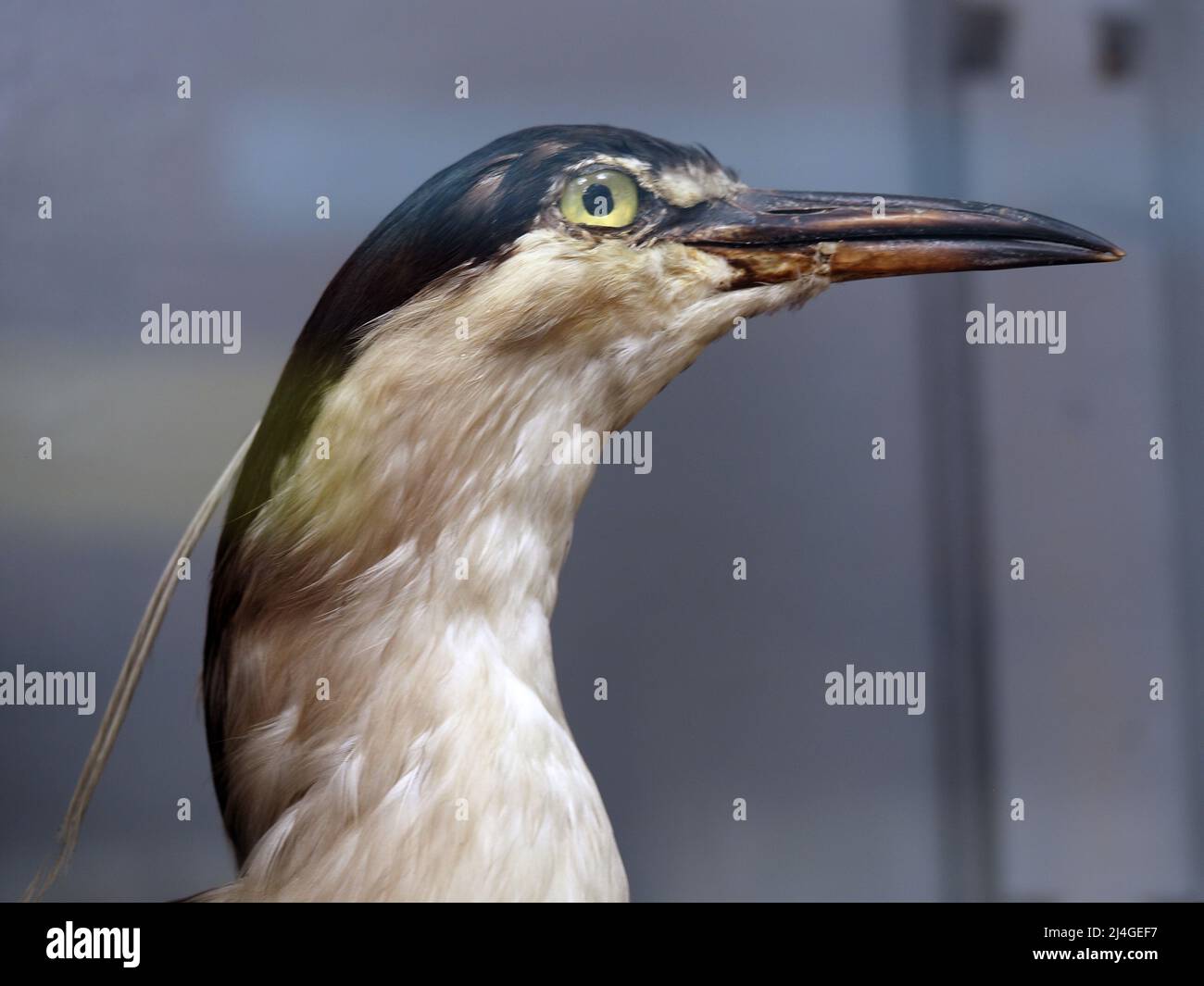 Common croaker. An exhibit of the zoological museum. The squad is stork ...