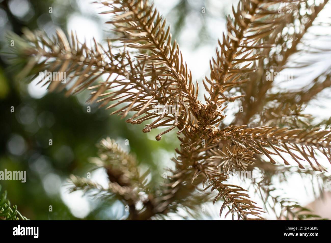 fir tree branches painted with golden spray Stock Photo Alamy