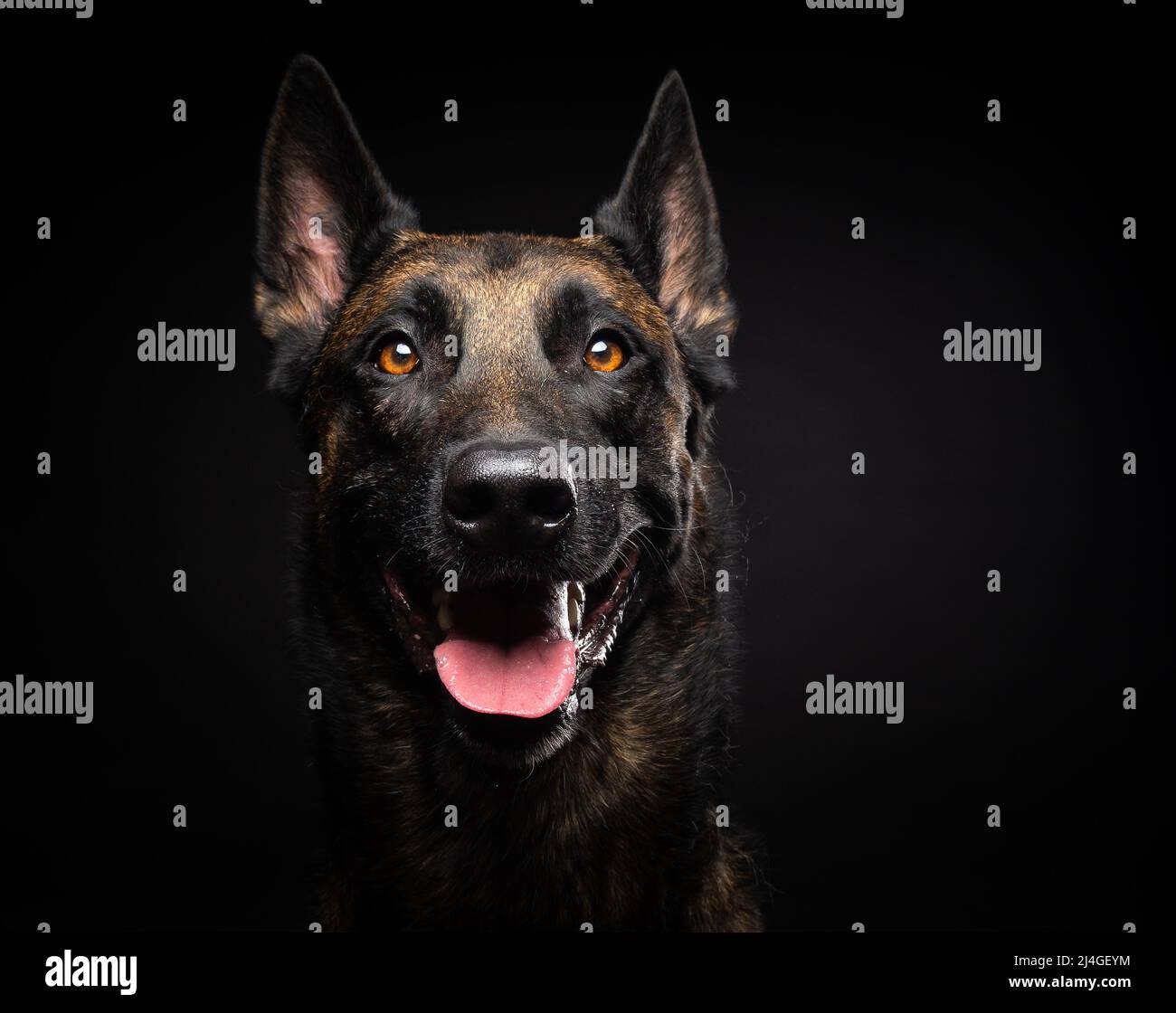 Portrait of a Belgian shepherd dog on an isolated black background. Studio shot, close-up. Stock Photo