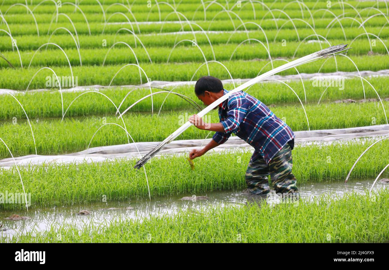 SUINING, CHINA - APRIL 14, 2022 - A farmer removes thin film poles to promote seedling growth at a quality rice breeding base in Suining city, Sichuan Stock Photo