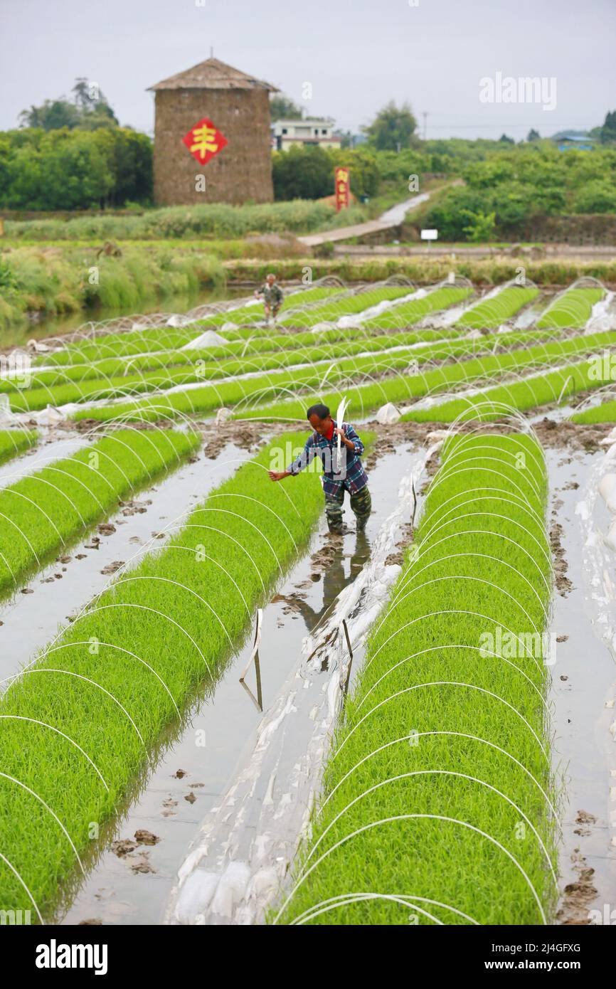 SUINING, CHINA - APRIL 14, 2022 - A farmer removes thin film poles to promote seedling growth at a quality rice breeding base in Suining city, Sichuan Stock Photo