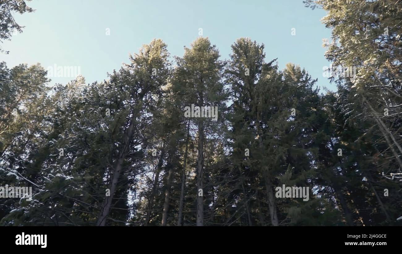 Trees in the forest. CLIP. Trees grow in the forest around the meadow