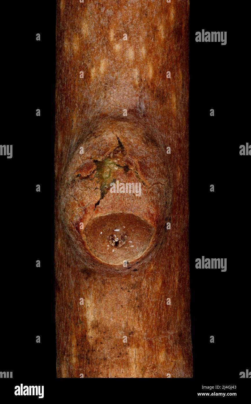 Hardy Kiwi (Actinidia arguta). Opening Leaf Bud Closeup Stock Photo