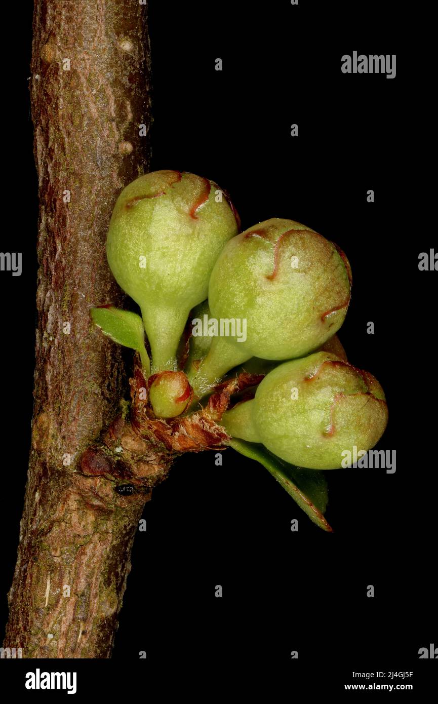 Japanese Quince (Chaenomeles japonica). Flower Buds Closeup Stock Photo
