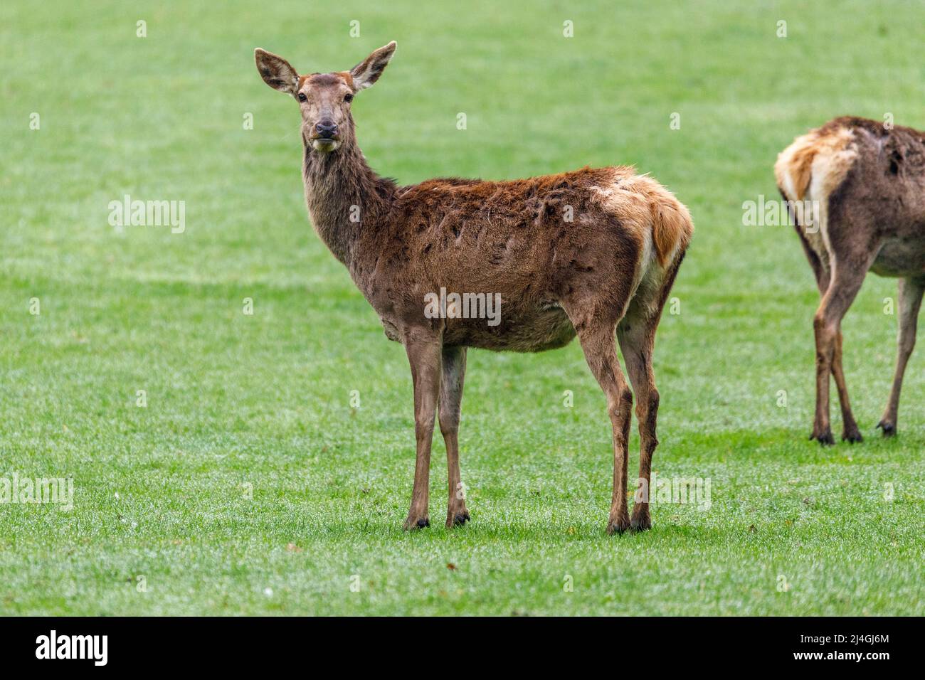 Red deer enclosure hi-res stock photography and images - Alamy