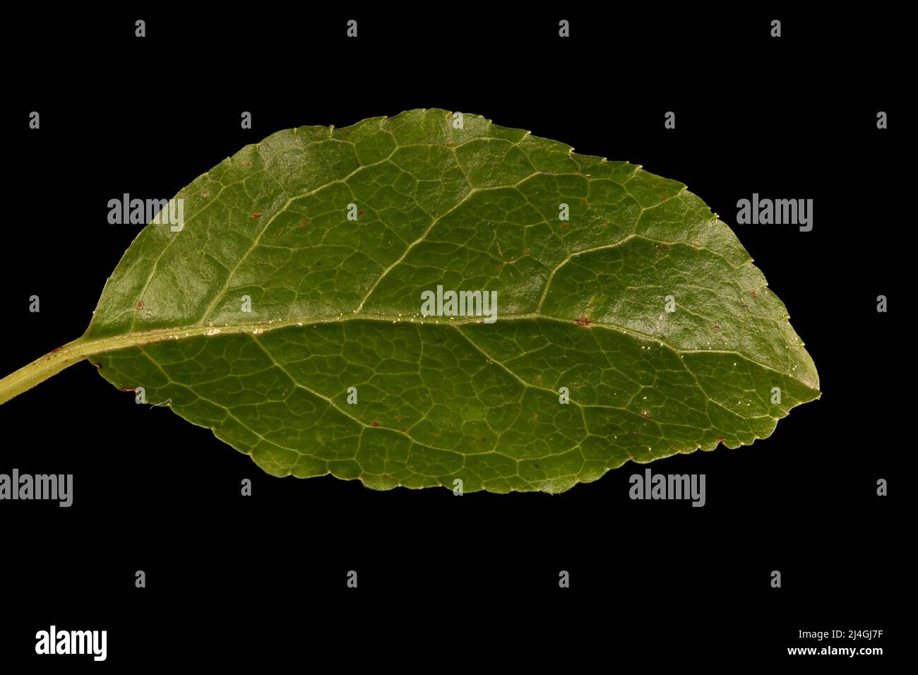 Serrated Wintergreen (Orthilia secunda). Leaf Closeup Stock Photo