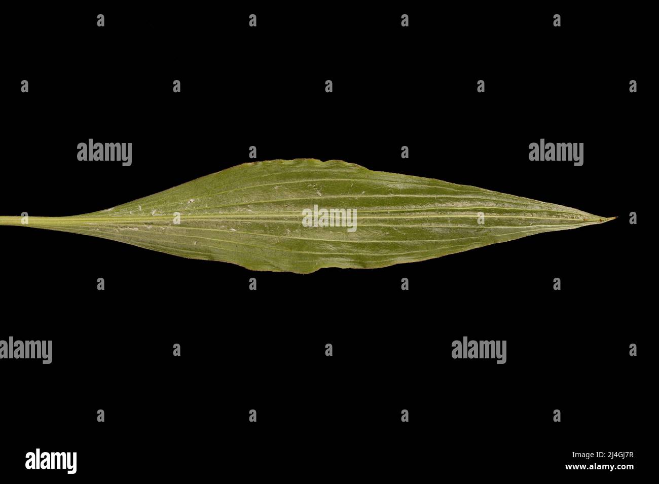Viper's Grass (Scorzonera humilis). Leaf Closeup Stock Photo