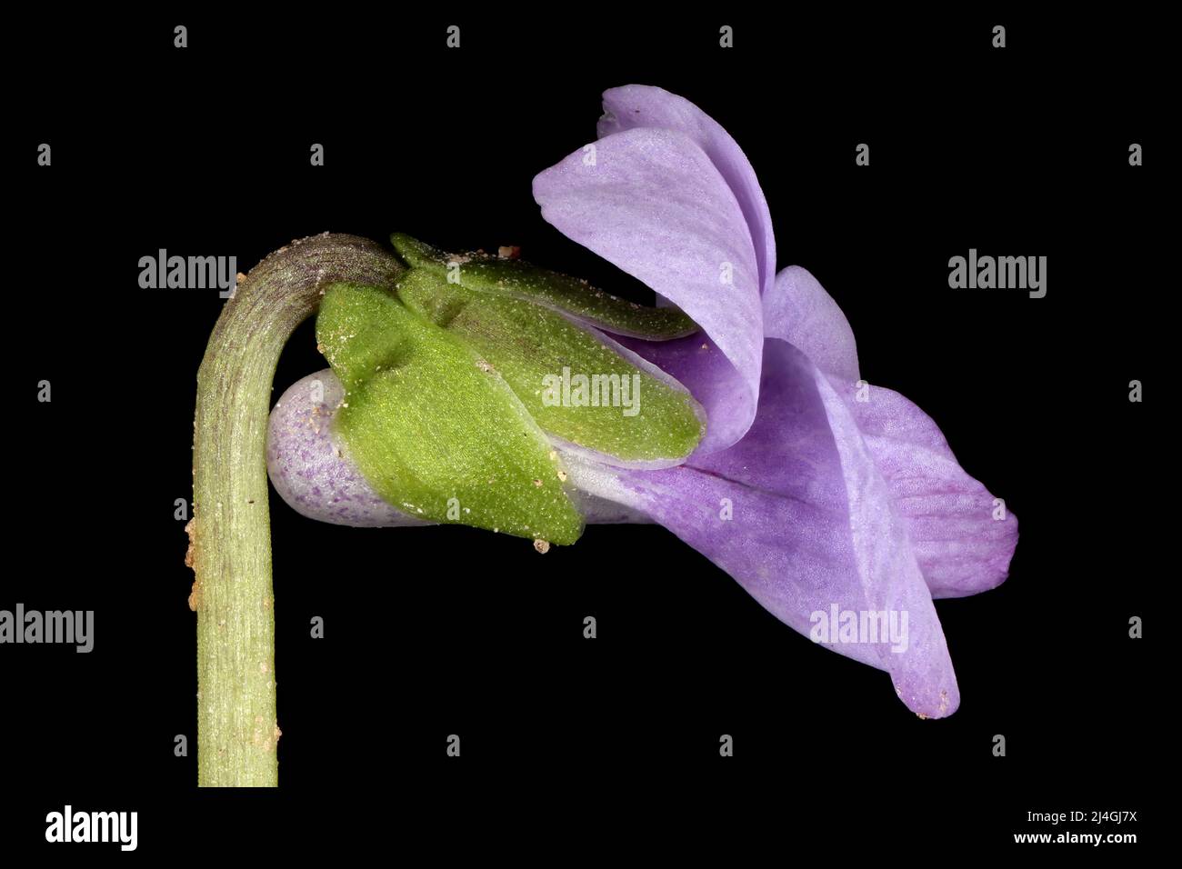 Marsh Violet (Viola palustris). Flower Closeup Stock Photo