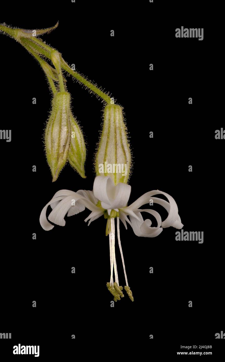 Nottingham Catchfly (Silene nutans). Flower Closeup Stock Photo