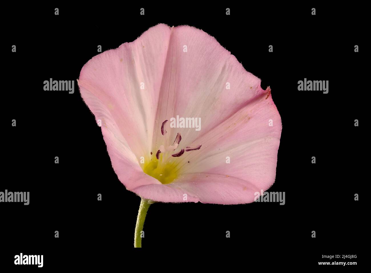 Field Bindweed (Convolvulus arvensis). Flower Closeup Stock Photo