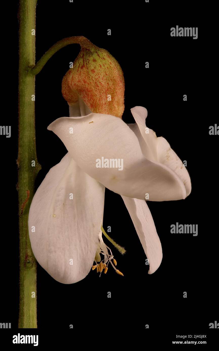 False Acacia (Robinia pseudoacacia). Isolated Flower Closeup Stock Photo