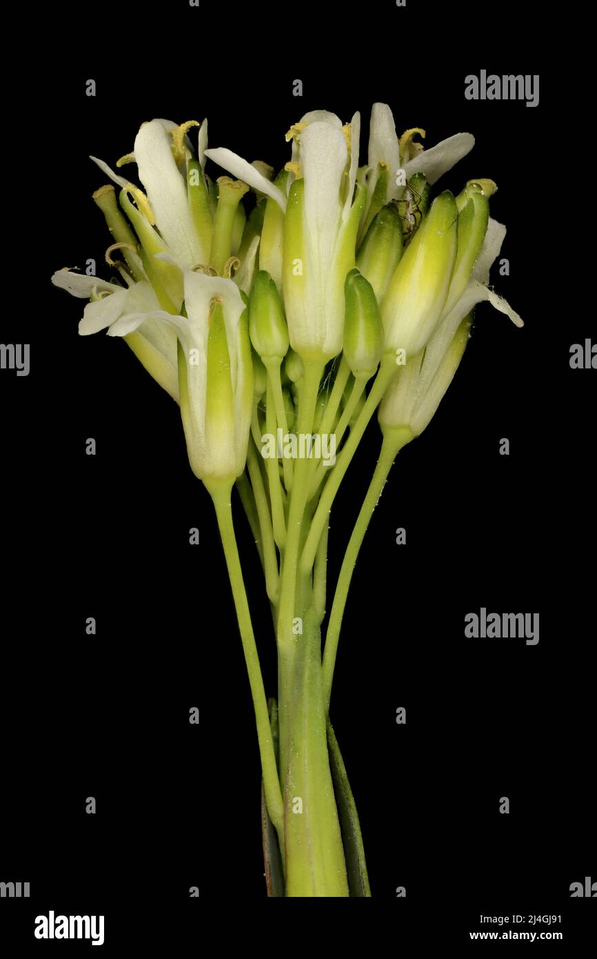 Tower Mustard (Turritis glabra). Inflorescence Detail Closeup Stock Photo