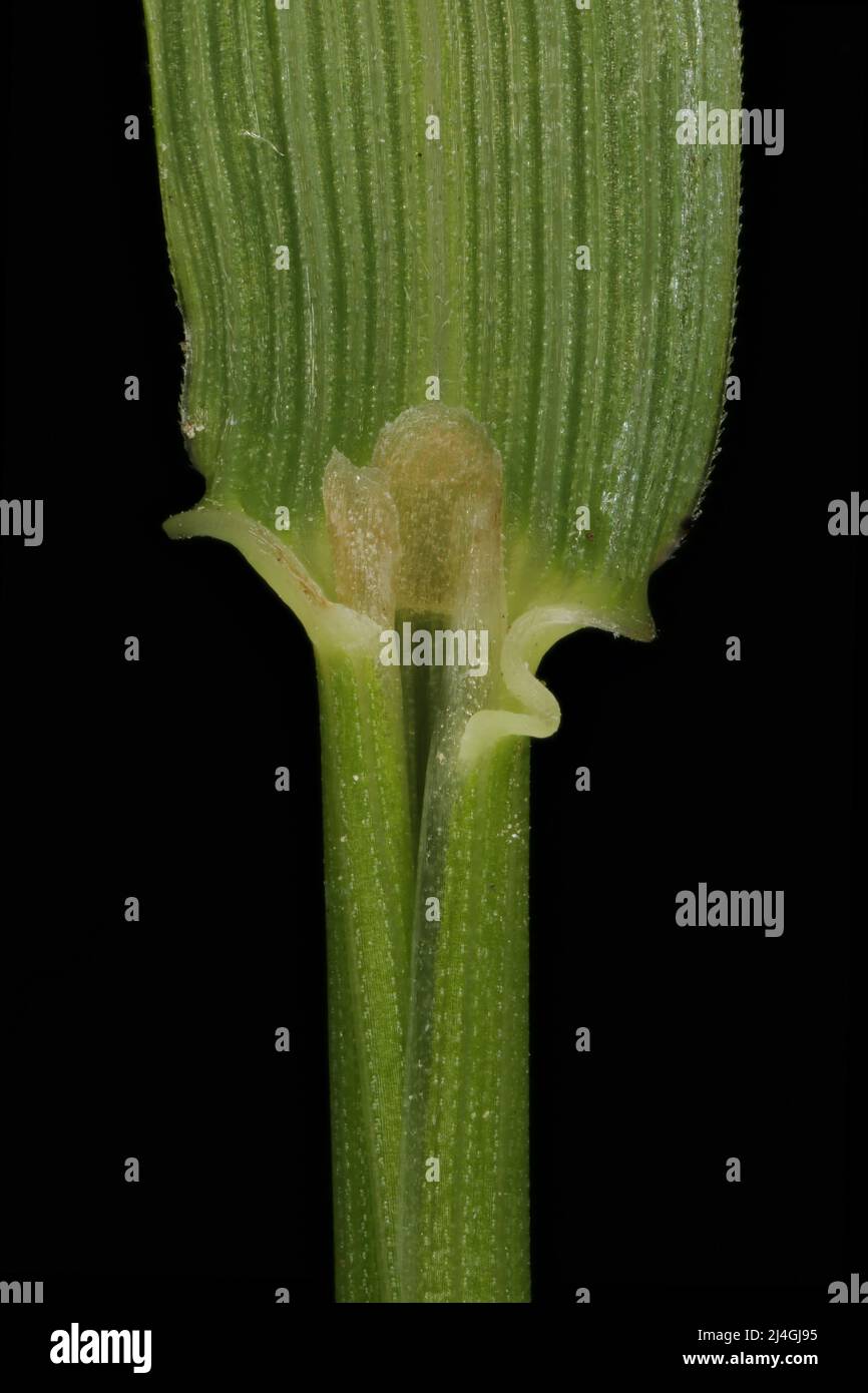 Common Bent (Agrostis capillaris). Ligule Closeup Stock Photo
