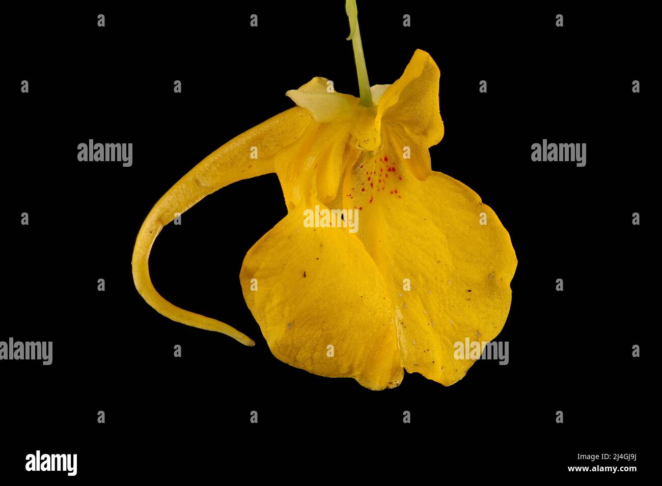 Touch-Me-Not Balsam (Impatiens noli-tangere). Flower Closeup Stock Photo