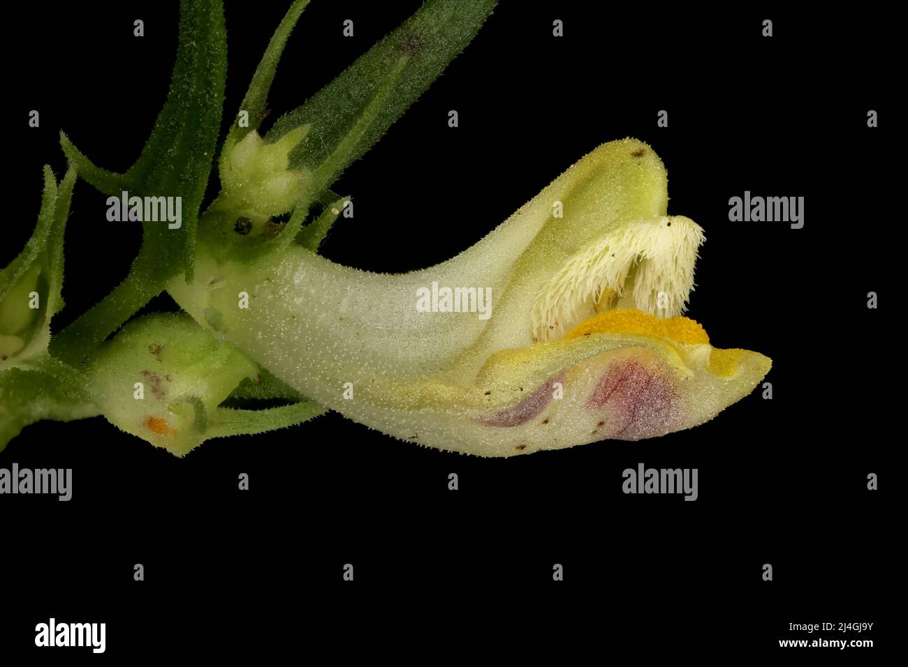 Common Cow-Wheat (Melampyrum pratense). Flower Closeup Stock Photo